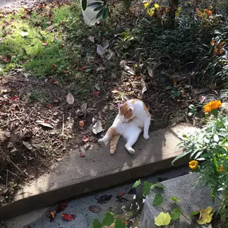 猫背すぎるネコ　　みさささん