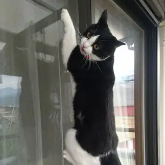 おてんばすぎるネコ　　ひぃとさん