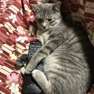 チャンネル争いしすぎるネコ　　Jaguarさん