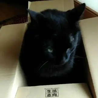 ポンスケすぎるネコ　　Jaguarさん