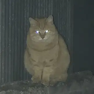 ラオウすぎるネコ　　ほわいとたいがさん