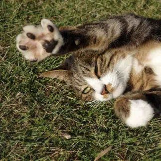 目一杯手を伸ばしすぎるネコ　　ちび猫さん