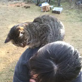 飼い主の顔色を窺いすぎるネコ　　ちび猫さん