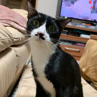 驚きすぎるネコ　　みいととちびフォーさん