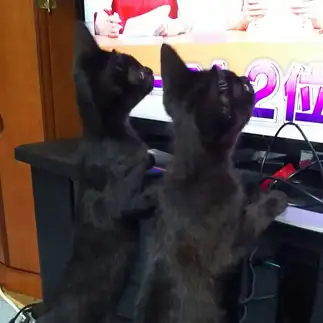 行動がシンクロしすぎるネコ　　くみちゃんさん