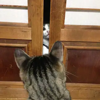 家政婦は見たすぎるネコ　　ちゃちゃちゃさん