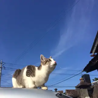 雲の行き先を気にしすぎるネコ　　いりけんさん