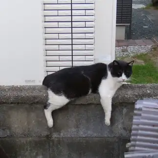 だらりんすぎるネコ　　渡邉清美さん