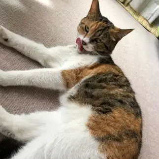 ワイルドすぎるネコ　　ちゃちゃさん