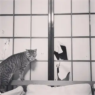 目をそらしすぎるネコ　　ターナーさん