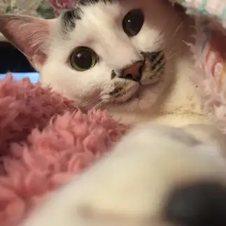 自撮りがうますぎるネコ　　サバンナのキリンさん