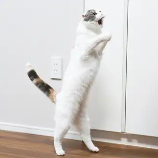 歌いすぎるネコ　　わに姫さん