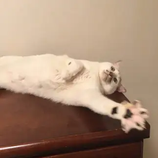 じゃんけんに全力すぎるネコ　　サバンナのキリンさん