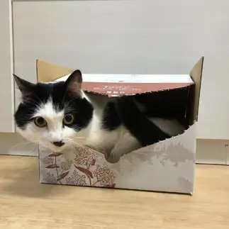 箱が好きすぎるネコ　　保坂雅夫さん