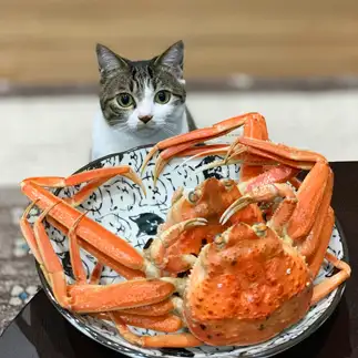 おねだりに必死すぎるネコ　　二宮さやかさん