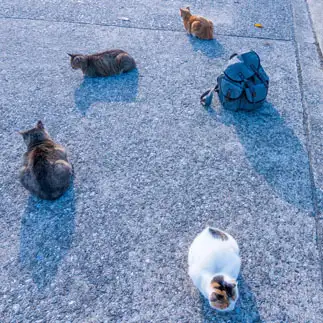 興味ないフリしすぎるネコ　　89猫さん