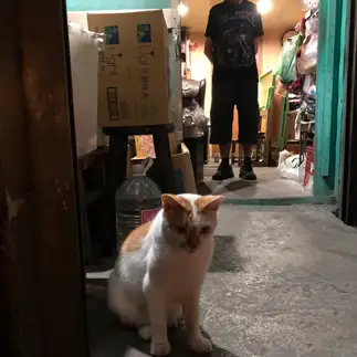目を合わせなさすぎるネコ　　きたむりんさん