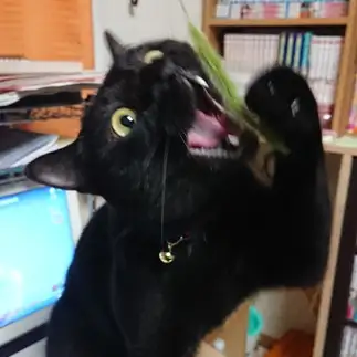 食べたすぎるネコ　　のっとんさん