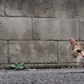 怪しすぎるネコ　　犬さん