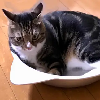 入ってはみたものの落ち着かないのが顔に出すぎるネコ　　リオくんさん
