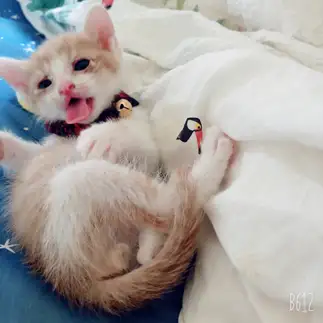 長い舌ベロすぎるネコ　　猫大好きまりりんさん