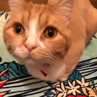 真顔すぎるネコ　　猫大好きまりりんさん