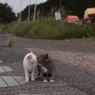仲良すぎるネコ　　猫野ねこさん