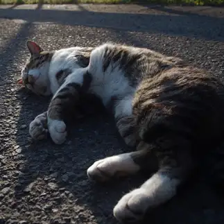 起きなさすぎるネコ　　猫野ねこさん