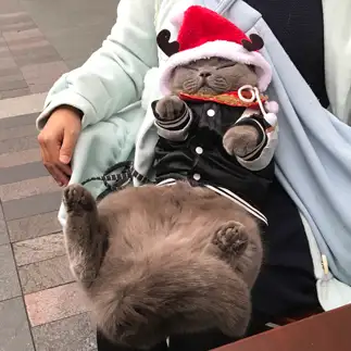 ヌイグルミすぎるネコ　　ルルさん