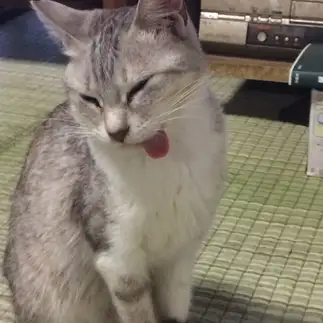 ペコちゃんすぎるネコ　　入月裕美子さん