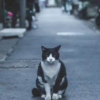 イケメンすぎるネコ　　oimomanさん