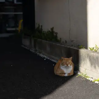 日陰を見極める達人すぎるネコ　　oimomanさん