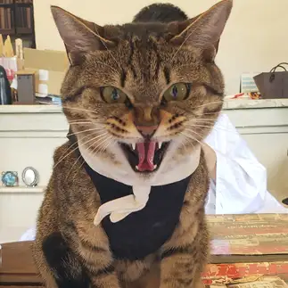 猛獣すぎるネコ　　メイゾーさん