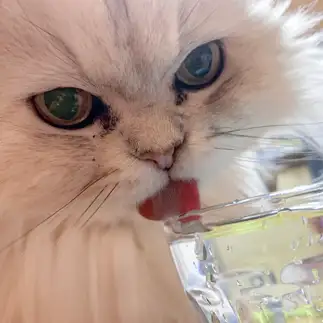 水を飲むのにこだわりすぎるネコ　　にどさん