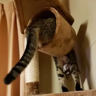 フィットネスすぎるネコ　　ラムへーさん
