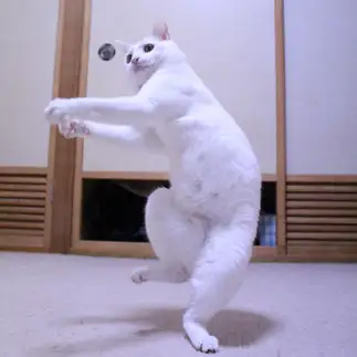 全力すぎるネコ　　かなかなさん