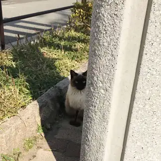 アイスが気になりすぎるネコ　　さくらさん