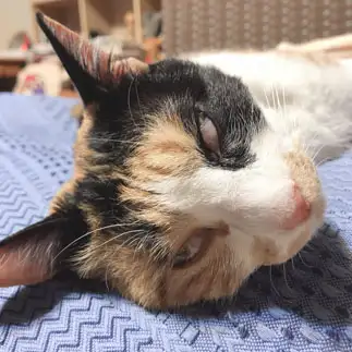 寝顔が怖すぎるネコ　　いとぅさん