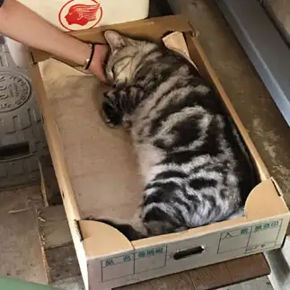 出荷待ちすぎるネコ　　エリコさん