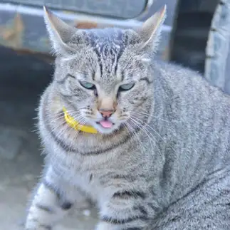 狙いすぎるネコ　　あゆさん