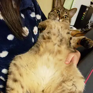 ペルシャ絨毯すぎるネコ　　ラムへーさん