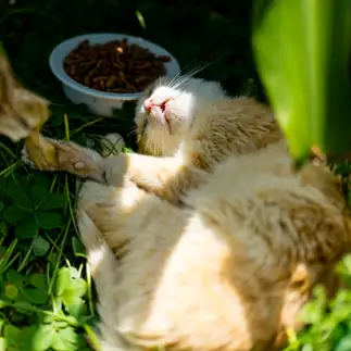 眠すぎるネコ　　きのえさん