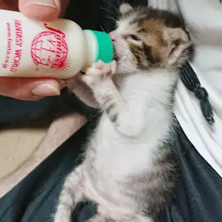 おやじすぎるネコ　　ミサさん