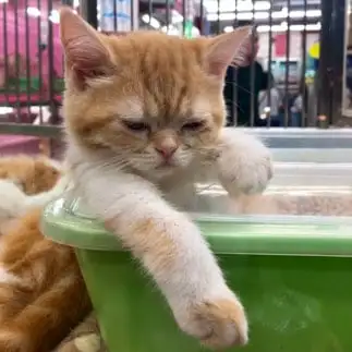 子猫なのにおじさんすぎるネコ　　YUKAPIOさん