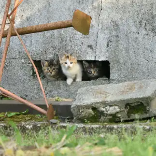 気になりすぎるネコ　　モス派さん