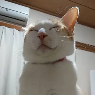 ドヤ顔すぎるネコ　　三枝えりさん