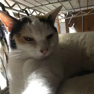 眠すぎるネコ　　石川恵祐さん