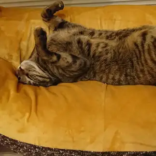 どんなにか気持よすぎるネコ　　ねこぱんなさん