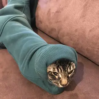 いもむしすぎるネコ　　ミネさん