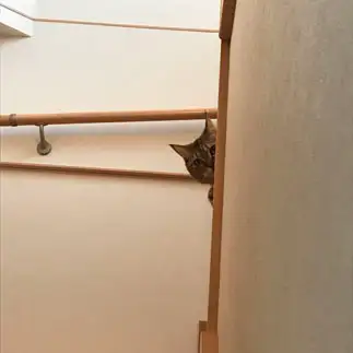 家政婦のミタすぎるネコ　　たぴさん